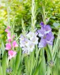 Gladiolus Pastel Mix5